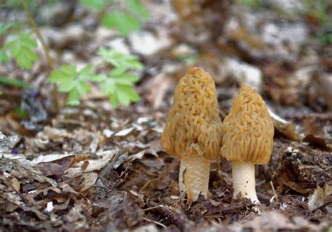 Missouri Mushroom Hunting Guide Missouri Poison Center