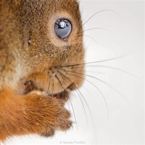 Squirrel Whisperer Photographer Feeds Wild Animals To Capture Adorable