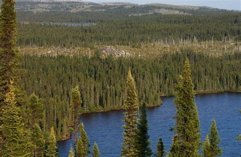 Boreal Foresttaiga Biome Lets Talk Science