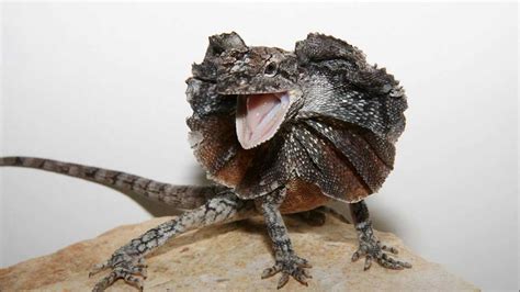 Top 10 Coolest Pet Lizards Some Lizard Species Are Really Cool But