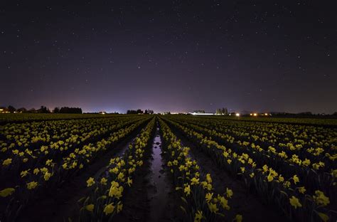 Daffodils At Night Blog Andy Porter Images