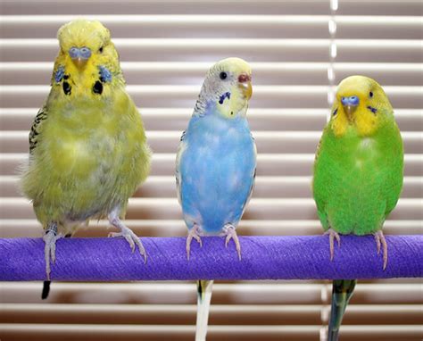 English Budgie Vs American Parakeet Our Young Male English Flickr