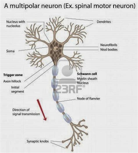 神經細胞neuron 小小整理網站 Smallcollation