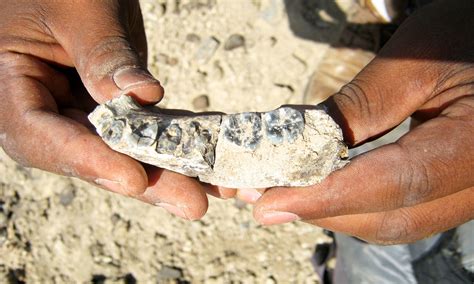 Jaw Bone Fossil Discovered In Ethiopia Is Oldest Known Human Lineage