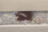 Termite Dust Photos