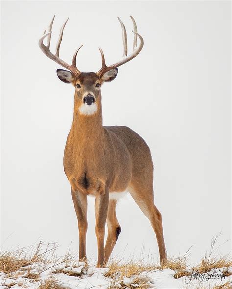 👈🏼view More • King This Big Buck And I Locked Eyes As He Was Coming Over