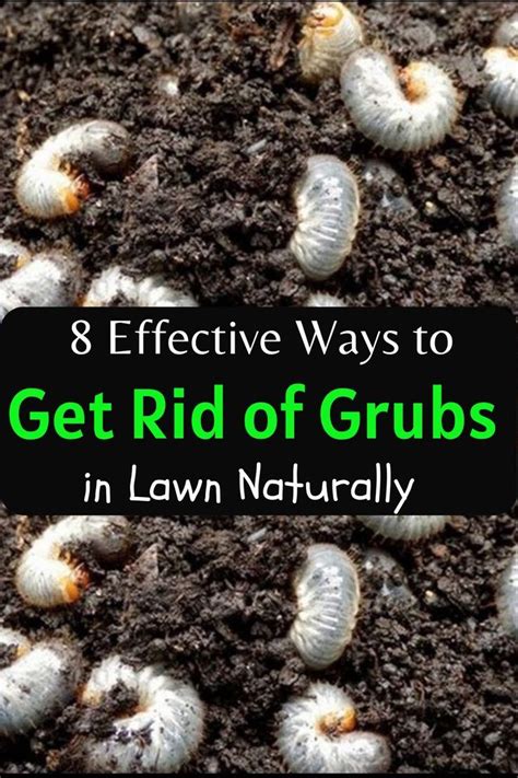 How To Get Rid Of Grubs Naturally Lawn Treatment Garden Grubs Lawn