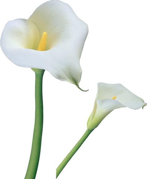 Easter Lily Clipart Best