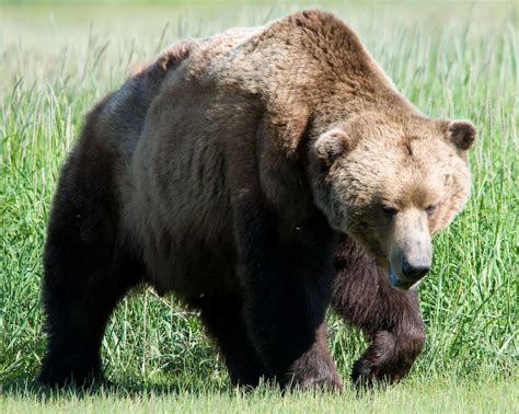Alaska Peninsula Brown Bear Wikipedia