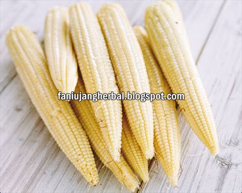 Karena itu, tidak ada salahnya memasukkan jagung pada menu sehat keseharian anda atau. Kesehatan: Manfaat Kesehatan Jagung Muda