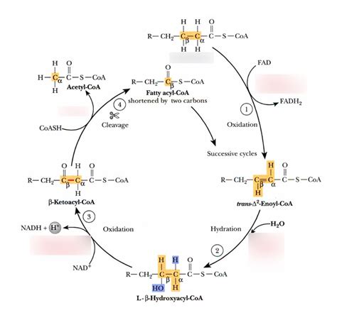 B Oxidation Cycle Diagram Quizlet