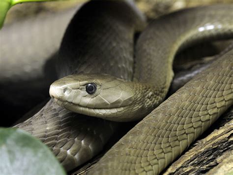 Black Mamba Reportedly Missing In Camden The Independent The