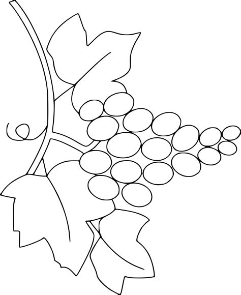 Dessins coloriés de raisin et feuille de vigne dessins coloriés de fruits : Frais Image Coloriage Raisin - mademoiselleosaki.com