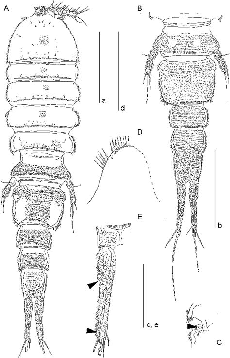Ambilimbus Arcuscelestis Sp Nov à Holotype A Habitus