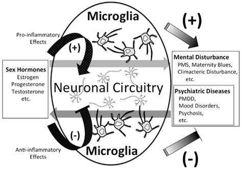 Possible Link Between Sex Hormones And Microglia Download Scientific Diagram