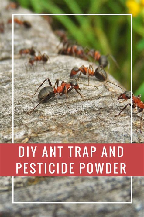Thingiverse is a universe of things. DIY Ant Trap and Pesticide Powder | Ants, Pests, Insect ...