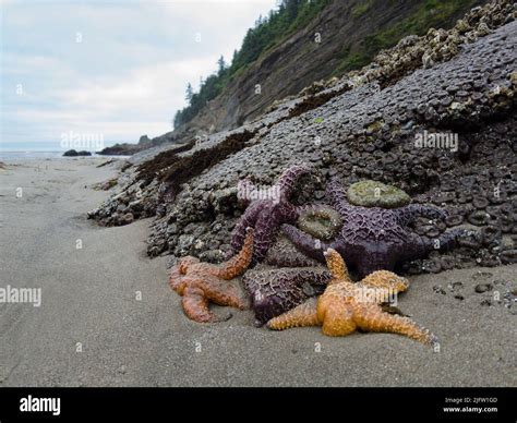 Colorful Ochre Sea Stars Pisaster Ochraceus Cling To Rocks Along The