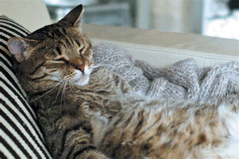 Everything you need to know about how to train, what and when you should eat, and the importance of a better night's sleep. Have a Fat Cat? Here's Why — and How to Help Him Lose the ...