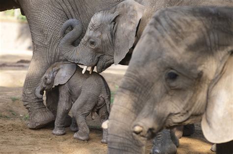 African Elephant Born At Sosto Zoo Daily News