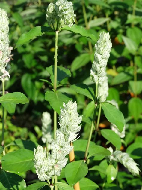 Tri Flower White Shrimp Plant Justicia Betonica Urban Perennials