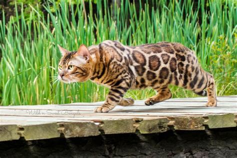 Bengal Kittens And Cats For Sale Near Me Wild And Sweet Bengals Bengal
