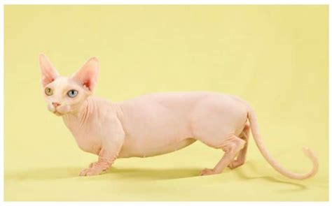 Hairless Cats The Ultimate Guide Of Hairless Cat Breeds