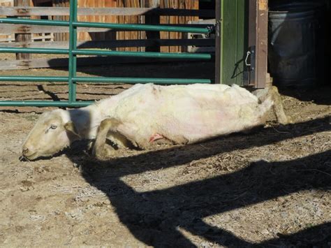 International Exposé Sheep Killed Punched Stomped On And Cut For Wool