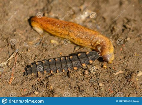 Larva Of Common Glow Worm Lampyris Noctiluca Feeding On A Slug Stock