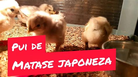 Puii De Gaina Si Viermii De Faina Baby S Silkie Chicks Eat Mealworms Youtube