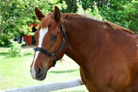 morgan horse facts lifespan behavior care guide  pictures