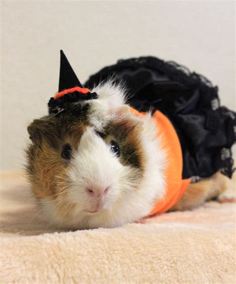 Pin On Guineapigfashion Items