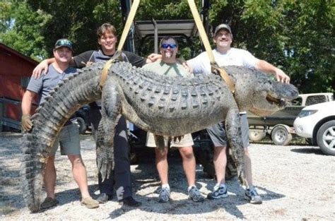 Mississippi Alligator Taken In Issaquena County Tops State Weight