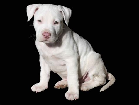 Pit Bull Puppies Everything You Need To Know The Dog People By