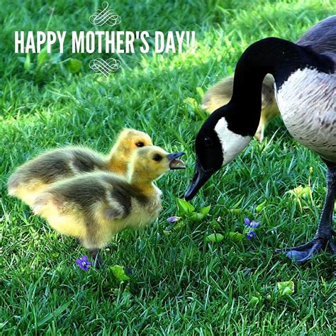 Happy Mothers Day To All The Great Moms Everywhere Even Our Animal