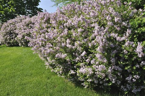 Common Lilac Redwood Falls Nursery