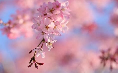 Cherry Blossom Windows Theme