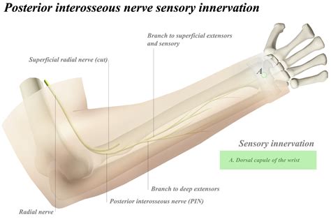 Cpt Code For Posterior Interosseous Nerve Neurectomy