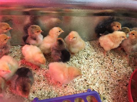 My first 5 baby chickens from the tractor supply company. The Backyard Barnyard: Feed Store Chick Buying Guide Part ...