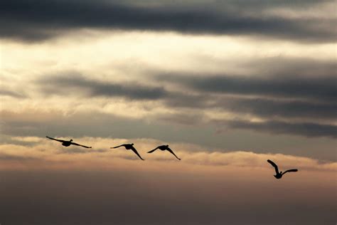 Free Images Sea Horizon Wing Cloud Sky Sunrise Sunset Morning