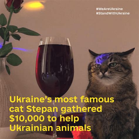Ukraines Most Famous Cat Stepan Gathered 10000 To Help Ukrainian