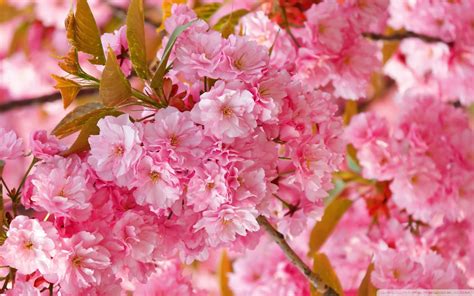 Beautiful Pink Japanese Sakura Tree 1920x1200 Via Classy Bro