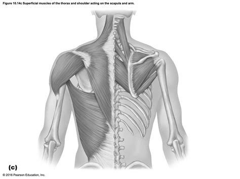 Muscles Of Posterior Thorax Diagram Quizlet