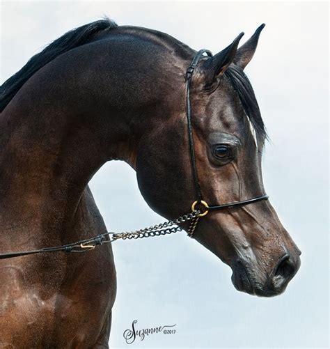 Arabians Ltds Stallions Are The Finest Collection Of Straight