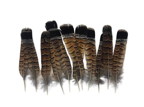 Exotic Feathers 5 Pieces Brown And Black Ruffed Grouse Tail Etsy