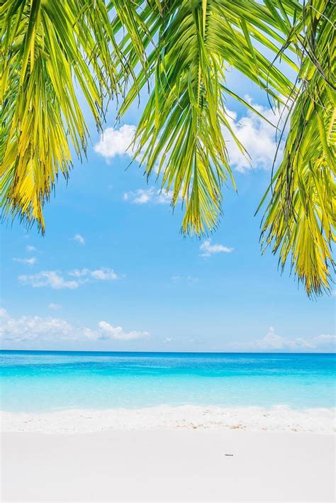 Beautiful Tropical Beach With Palm Leaves 2258237 Stock Photo At Vecteezy