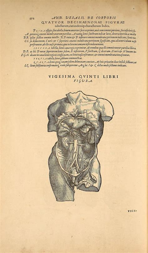 Illustrations From The 1555 Edition Of De Humani Corporis Fabrica An