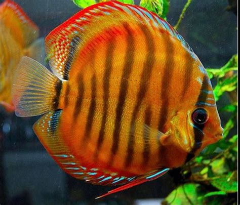 Red Royal Blue Discus For Sale At Discus Fish Sales No1 Discus Fish