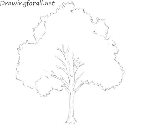 Bush Drawing Realistic Tree Drawing Trees Pencil Drawings