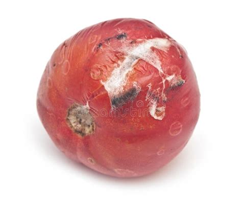 Rotten Tomatoe Stock Image Image Of Harvest Decompose 31102275