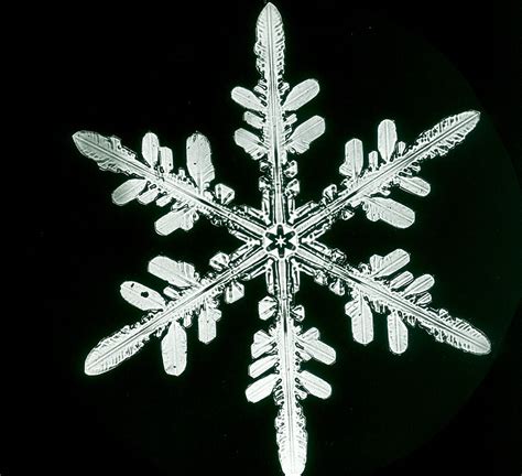 Snowflakes The Extraordinary Micro Photographs Of Winter